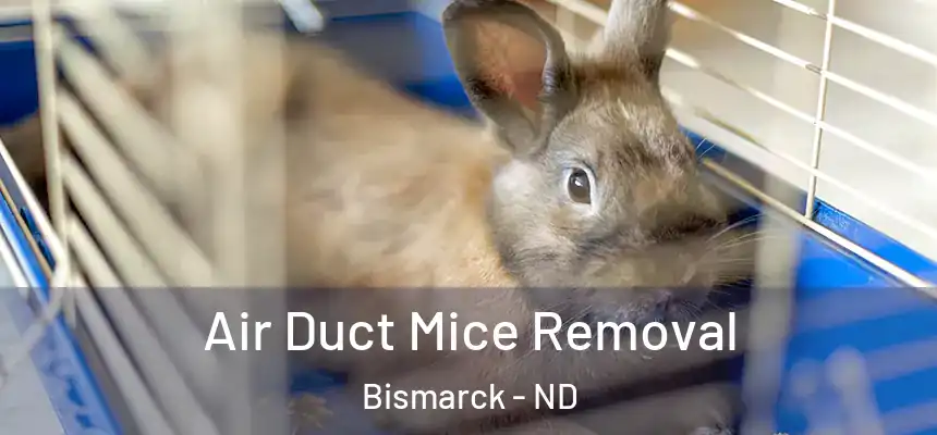 Air Duct Mice Removal Bismarck - ND